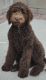 Labradoodle Puppies for sale in Fullerton, CA, USA. price: $1,800