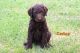 Labradoodle Puppies for sale in Thetford Center, VT 05075, USA. price: $1,500