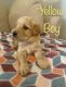 Labradoodle Puppies for sale in Haines City, FL, USA. price: $500