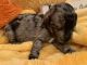 Labradoodle Puppies for sale in Meridian, MS, USA. price: NA