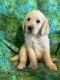 Labradoodle Puppies for sale in Bakersfield, CA, USA. price: $1,200