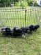 Labradoodle Puppies for sale in Seymour, TN, USA. price: NA