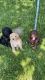 Labradoodle Puppies for sale in Pleasant Grove, UT, USA. price: NA