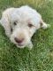 Labradoodle Puppies for sale in Shelbyville, IN 46176, USA. price: $1,350