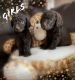 Labradoodle Puppies for sale in Norco, CA, USA. price: $1,700