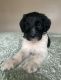 Labradoodle Puppies for sale in Lexington, KY, USA. price: $500