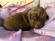 Labradoodle Puppies for sale in Tucson, AZ, USA. price: NA