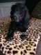 Labradoodle Puppies for sale in Port St. Lucie, FL, USA. price: NA