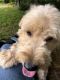 Labradoodle Puppies for sale in Seymour, TN, USA. price: $500