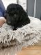 Labradoodle Puppies for sale in Sioux Falls, SD, USA. price: NA
