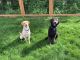 Labradoodle Puppies for sale in Missoula, MT, USA. price: NA