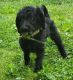 Labradoodle Puppies for sale in Meigs County, OH, USA. price: $400