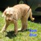 Labradoodle Puppies for sale in 12330 Beechnut Ct, Woodbridge, VA 22192, USA. price: NA
