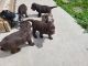 Labradoodle Puppies for sale in Cheyenne, WY, USA. price: NA