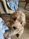 Labradoodle Puppies for sale in West Sunbury, PA, USA. price: NA