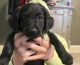 Labradoodle Puppies for sale in Spring Hill, TN, USA. price: NA