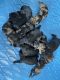 Labradoodle Puppies for sale in Georgetown, SC 29440, USA. price: NA