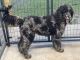 Labradoodle Puppies for sale in Georgetown, SC 29440, USA. price: $1,200
