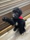 Labradoodle Puppies for sale in Akron, PA 17501, USA. price: $350