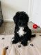 Labradoodle Puppies for sale in Ann Arbor, MI 48108, USA. price: NA