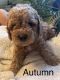 Labradoodle Puppies for sale in Carlsbad, CA, USA. price: $2,500
