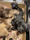 Labradoodle Puppies for sale in Redmond, OR 97756, USA. price: $2,000