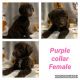 Labradoodle Puppies for sale in Lenoir, NC, USA. price: NA
