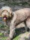 Labradoodle Puppies for sale in Charlotte, TN 37036, USA. price: $800
