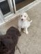 Labradoodle Puppies for sale in Lexington, NC, USA. price: NA