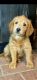 Labradoodle Puppies for sale in Murfreesboro, AR 71958, USA. price: NA