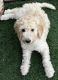 Labradoodle Puppies for sale in Menifee, CA, USA. price: NA