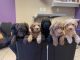 Labradoodle Puppies for sale in Pittsburg, CA, USA. price: NA