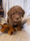 Labradoodle Puppies for sale in Vista, CA, USA. price: NA