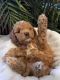 Labradoodle Puppies for sale in Vista, CA, USA. price: $1,800