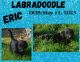 Labradoodle Puppies for sale in Ontario, OR 97914, USA. price: $400