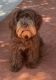 Labradoodle Puppies for sale in Woodland Hills, CA 91364, USA. price: $1,500