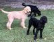 Labradoodle Puppies for sale in Kershaw, SC 29067, USA. price: NA