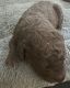 Labradoodle Puppies for sale in Grand Junction, CO, USA. price: NA