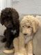 Labradoodle Puppies for sale in Miramar, FL 33023, USA. price: $1,500