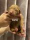 Labradoodle Puppies for sale in Boise, ID, USA. price: NA
