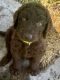 Labradoodle Puppies for sale in Rexburg, ID, USA. price: NA