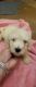 Labradoodle Puppies for sale in Woodbridge, VA 22193, USA. price: $35,000