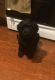Labradoodle Puppies for sale in Chicago, IL, USA. price: $375
