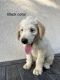 Labradoodle Puppies for sale in Oklahoma City, OK, USA. price: $800