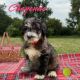 Labradoodle Puppies for sale in Spring Hill, FL, USA. price: $1,000