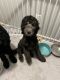 Labradoodle Puppies for sale in Lexington, KY, USA. price: $400