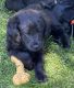 Labradoodle Puppies for sale in Coeur d'Alene, ID, USA. price: NA