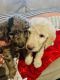 Labradoodle Puppies for sale in Post Falls, ID 83854, USA. price: NA
