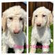 Labradoodle Puppies for sale in Hollister, CA 95023, USA. price: $975