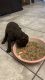 Labradoodle Puppies for sale in St Johns, FL 32259, USA. price: $1,200